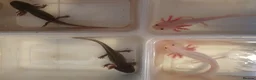 Axolotl reptiles for sale: Baby axolotls  - Advert 2