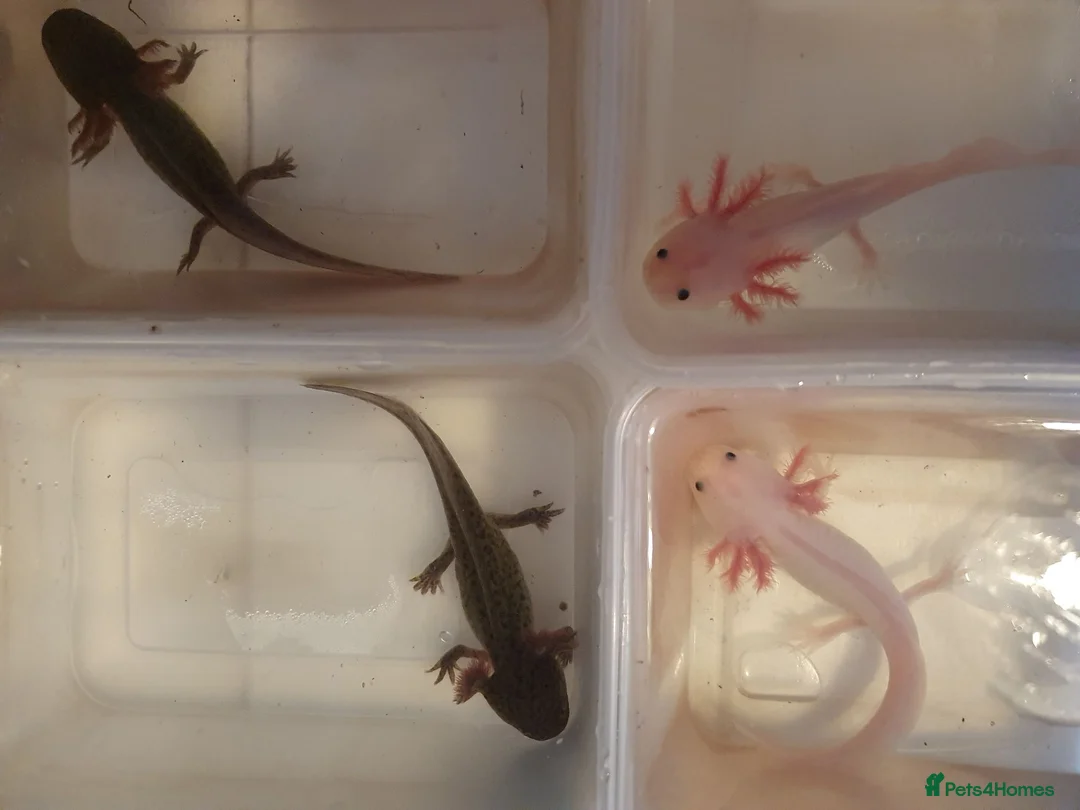 Axolotl reptiles for sale: Baby axolotls  - Advert 2