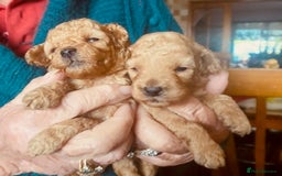Toy Poodle dogs for sale: lyncham toy poodles  - Image 3