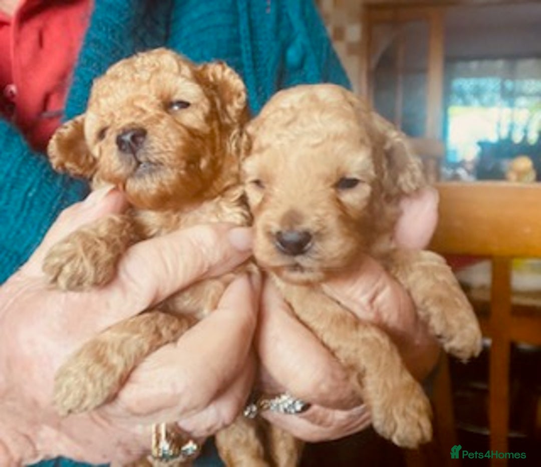 Toy Poodle dogs for sale: lyncham toy poodles  - Image 3