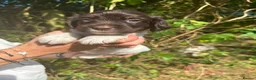 English Springer Spaniel dogs for sale: English Springer Spaniel, KC registered puppies - Advert 29