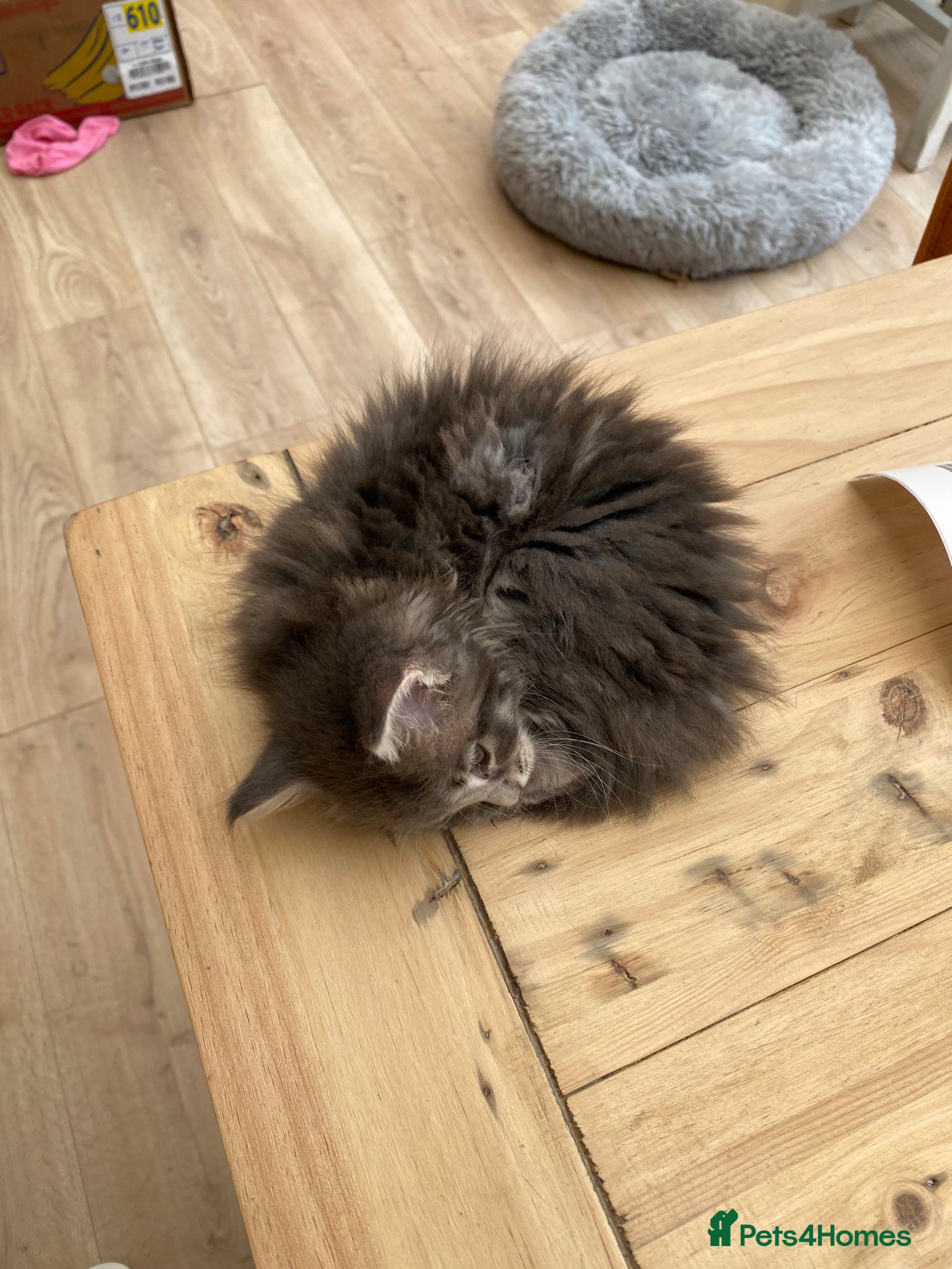 Maine Coon cats for sale: Stunning litter of 3 Maine Coon Female Kittens  - Advert 13