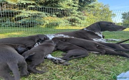 German Shorthaired Pointer dogs for sale: Mrs Dorota Sadowska - Image 11