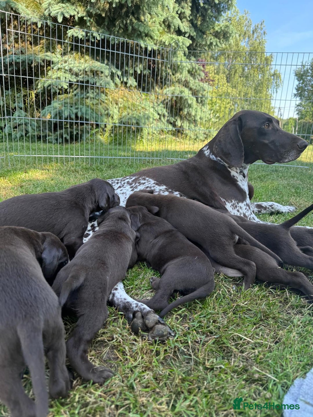 German Shorthaired Pointer dogs for sale: Mrs Dorota Sadowska - Image 11