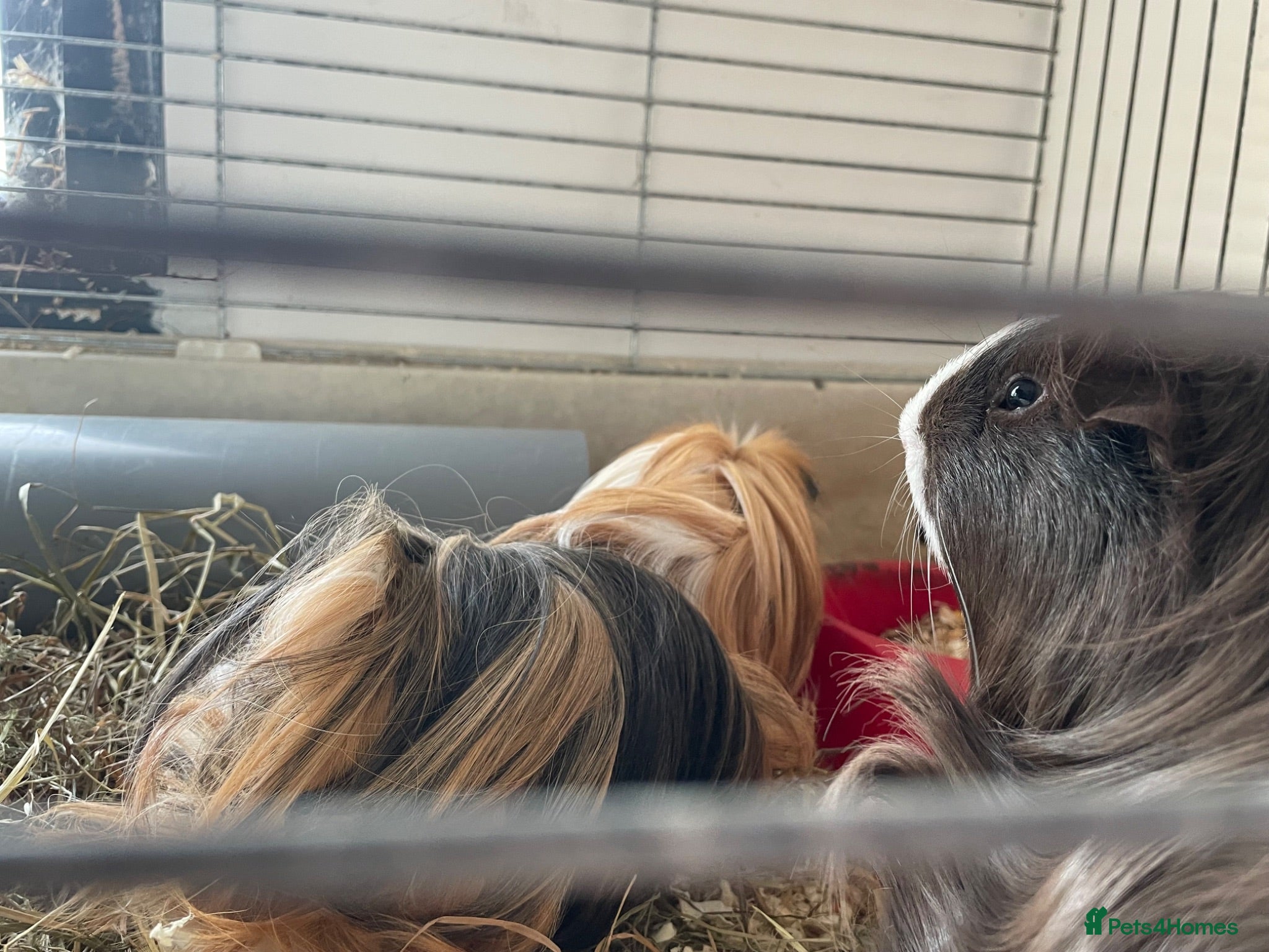 Guinea Pig rodents Guinea pigs for sale - Advert 2