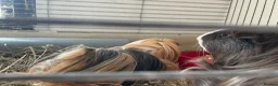 Guinea Pig rodents for sale: Guinea pigs for sale - Advert 2