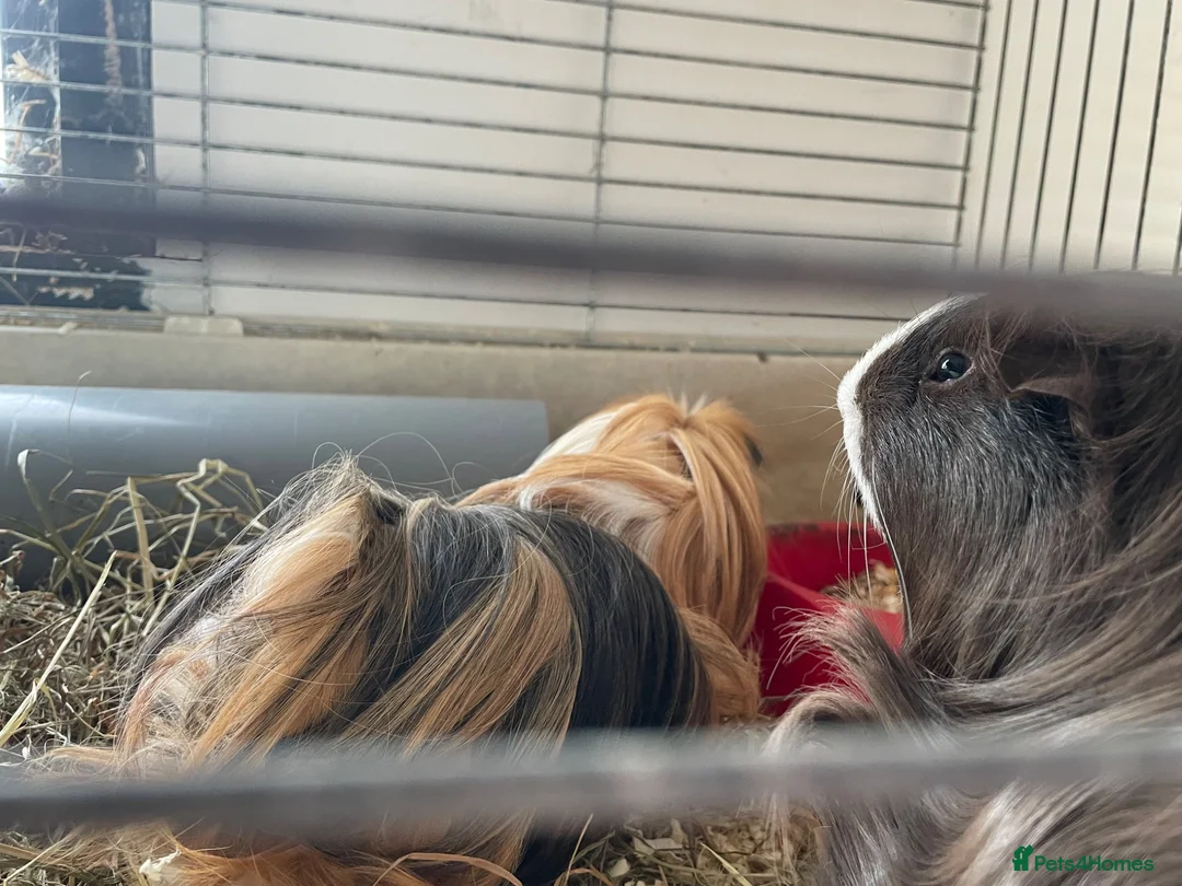 Guinea Pig rodents for sale: Guinea pigs for sale - Advert 2