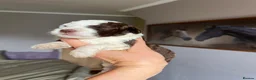 Bordoodle dogs for sale: F1b Bordoodle extensive genetic test clear - Advert 18