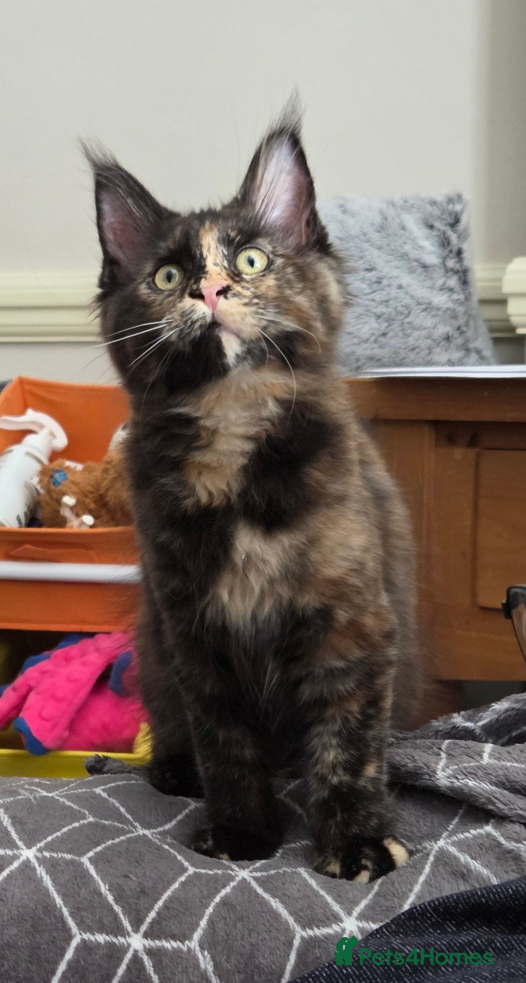 Maine Coon cats for sale: TICA reg Maine coon kittens - Image 8
