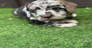 Labradoodle dogs - Advert 1