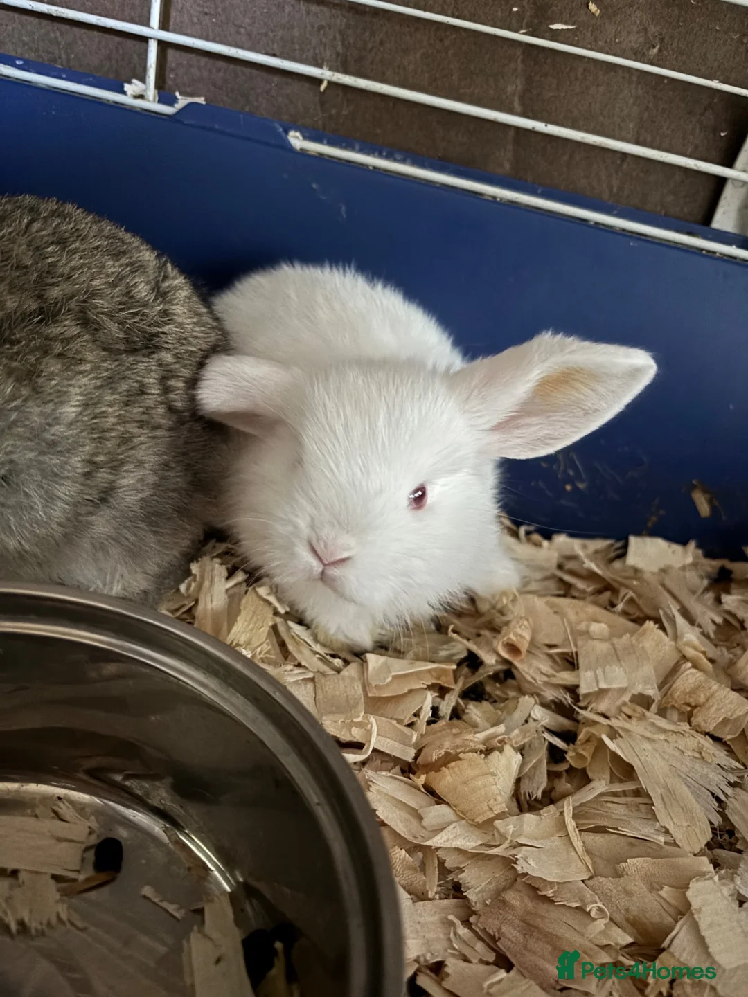 Mini Lop rabbits for sale: Mini lop babies ready to go now  - Advert 5