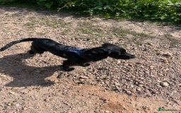 Sprocker dogs for sale: 9 month old Sprocker - Charlie - Image 1