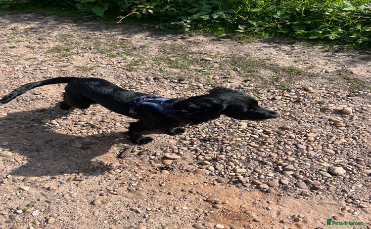 Sprocker dogs - Advert 1
