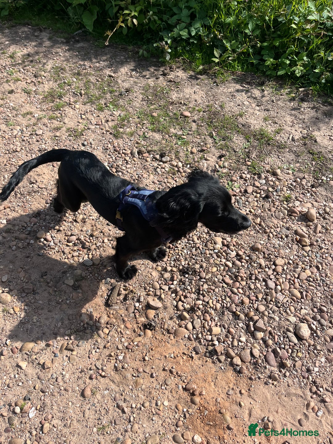 Sprocker dogs for sale: 9 month old Sprocker - Charlie - Image 1