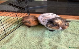 Guinea Pig rodents for sale: Bonded Male Guinea Pigs - Image 1