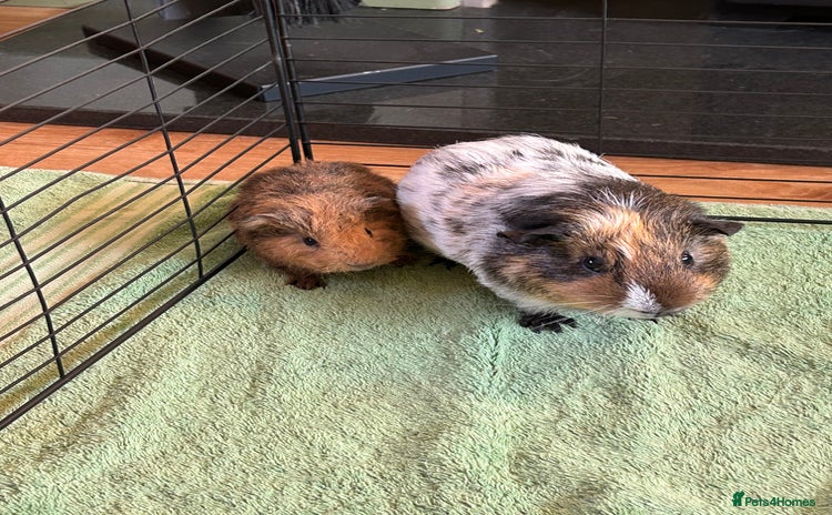 Guinea Pig rodents - Advert 1