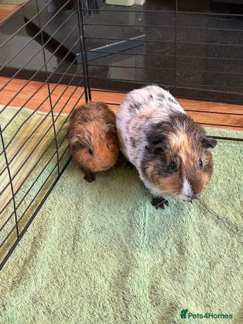 Guinea Pig rodents - Advert 4