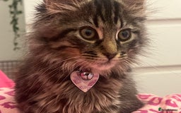 Mixed Breed cats for sale: Gorgeous fluffy girl  - Image 3