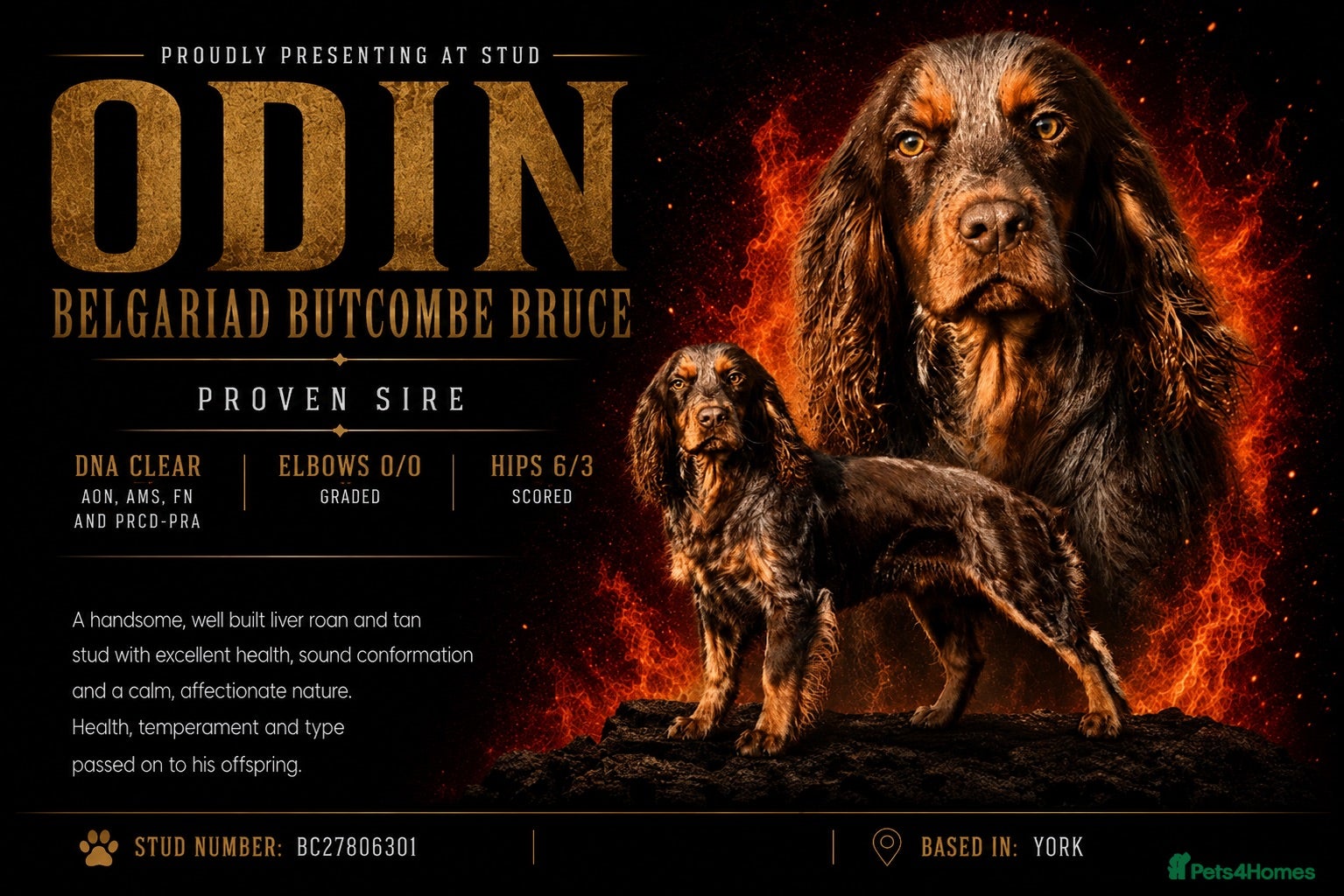 Cocker Spaniel dogs Proven KC WCS Stud Fully Health Tested - Advert 19