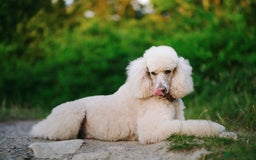 Standard Poodle dogs for sale: Standard Poodle Puppies Looking for Their Families - Image 21