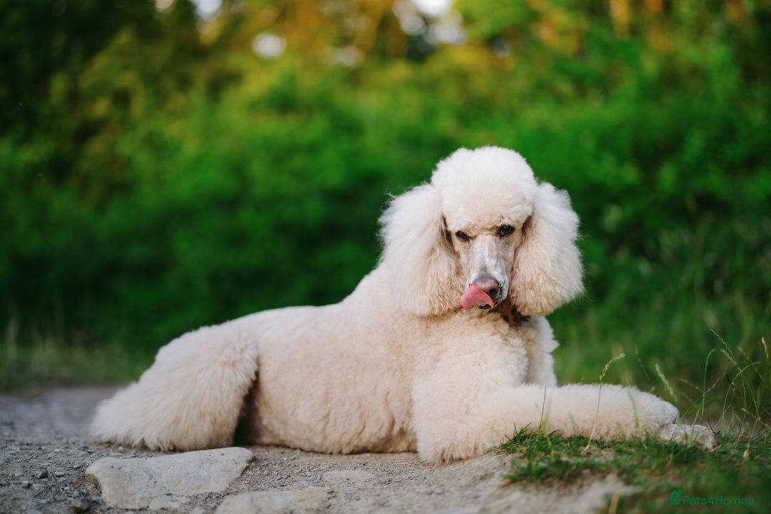 Standard Poodle dogs for sale: Standard Poodle Puppies Looking for Their Families - Image 21
