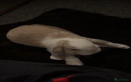 Mini Lop rabbits for sale: beautiful mini lop girl  - Image 2
