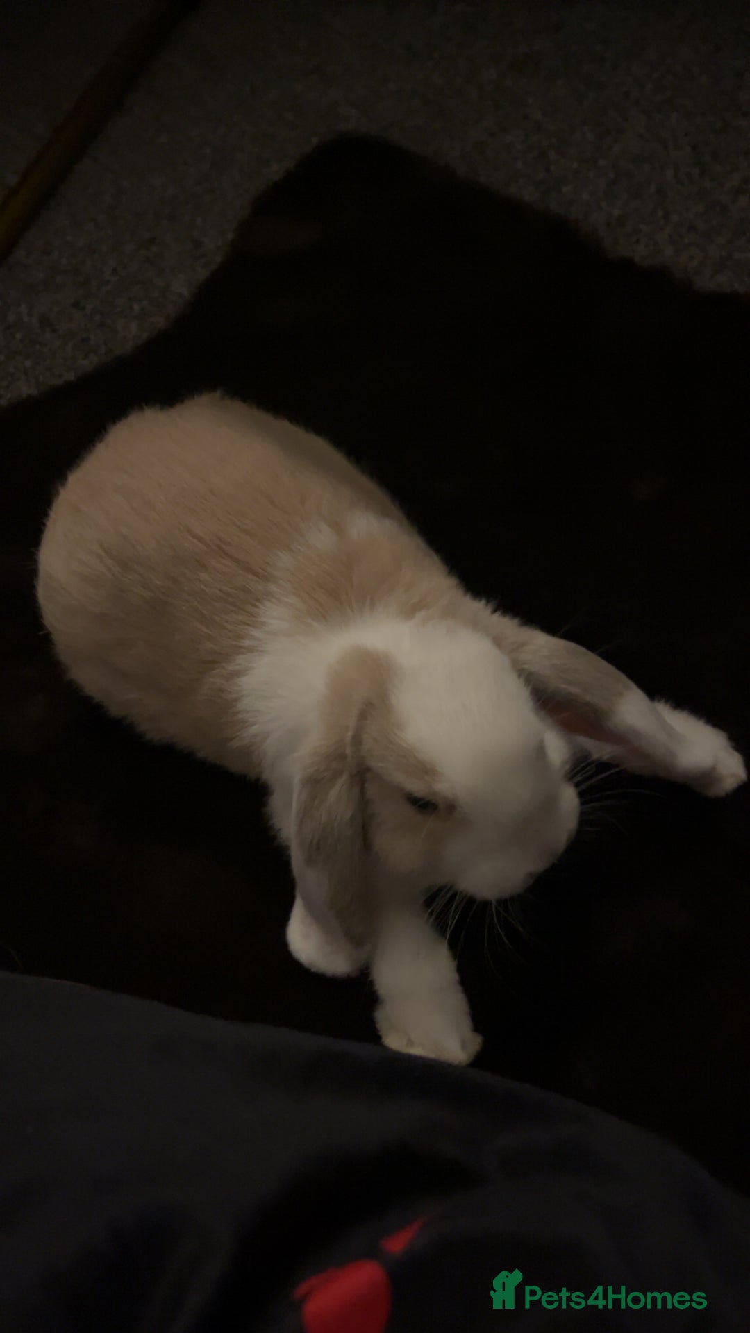 Mini Lop rabbits for sale: beautiful mini lop girl  - Image 2