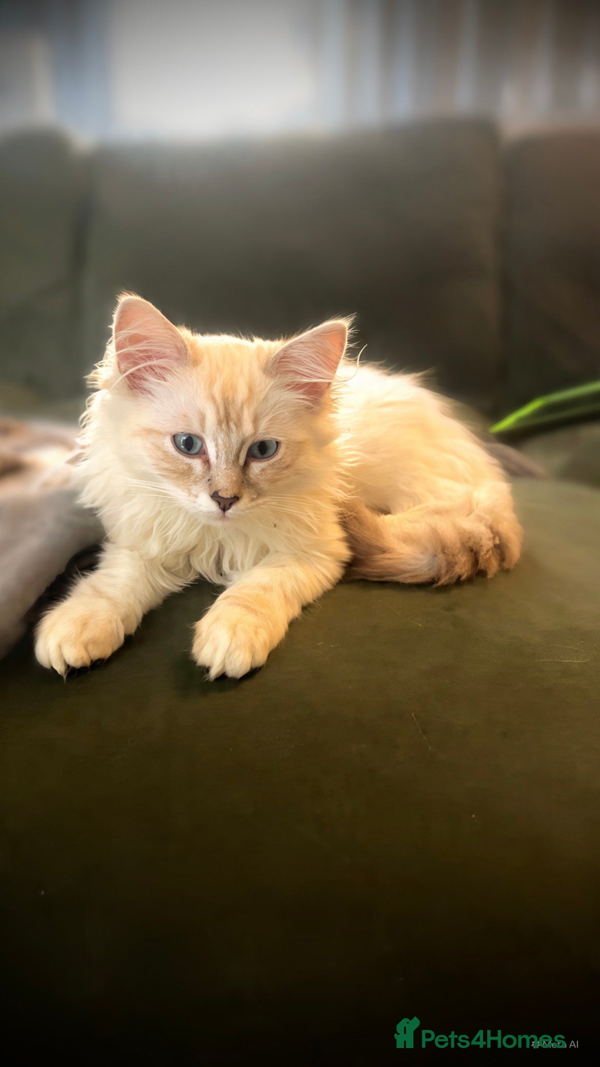 Ragdoll cats 2 gorgeous ragdoll brothers  - Advert 2
