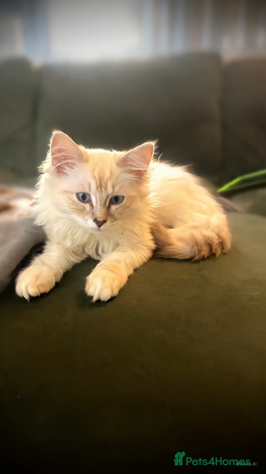 Ragdoll cats for sale: 2 gorgeous ragdoll brothers  - Advert 2