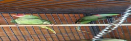 Parakeets birds for sale: proven pair Alexanderine gives olive chiks - Advert 7