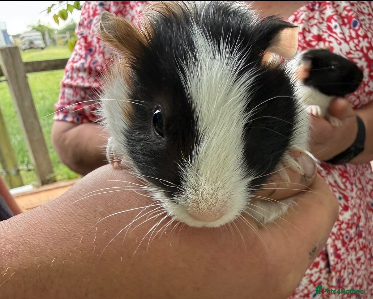 Guinea Pig rodents 3 x Boy Guinea Pigs - Advert 12