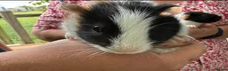 Guinea Pig rodents for sale: 3 x Boy Guinea Pigs - Advert 1
