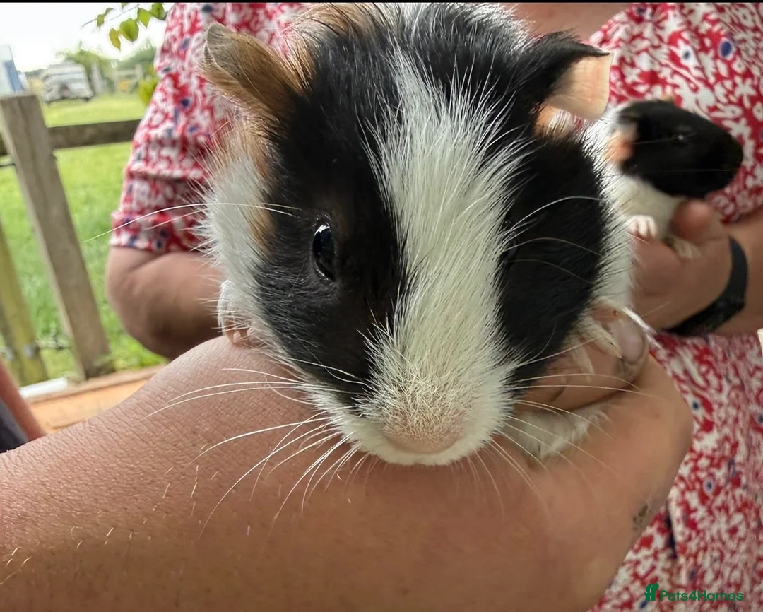 Guinea Pig rodents for sale: 3 x Boy Guinea Pigs - Advert 1