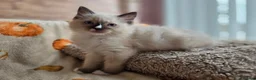 Ragdoll cats for sale: Pure Ragdoll Kittens  - Advert 11