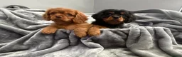 Cavalier King Charles Spaniel dogs for sale: KC REG EXTENSIVELY HEALTH TESTED CAV BABIES  - Advert 7