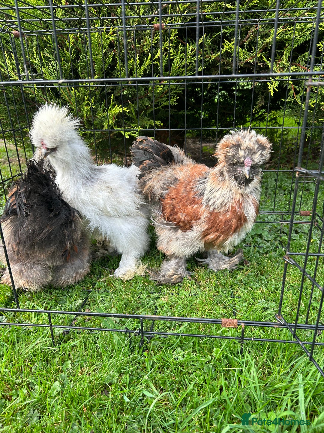 Chickens poultry for sale: Looking to Rehome 3 silkies Boys , 3 months old  - Advert 6