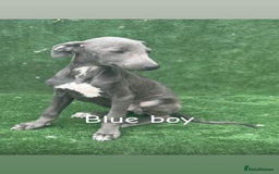 Whippet dogs for sale: Top quality whippet puppies - Image 9