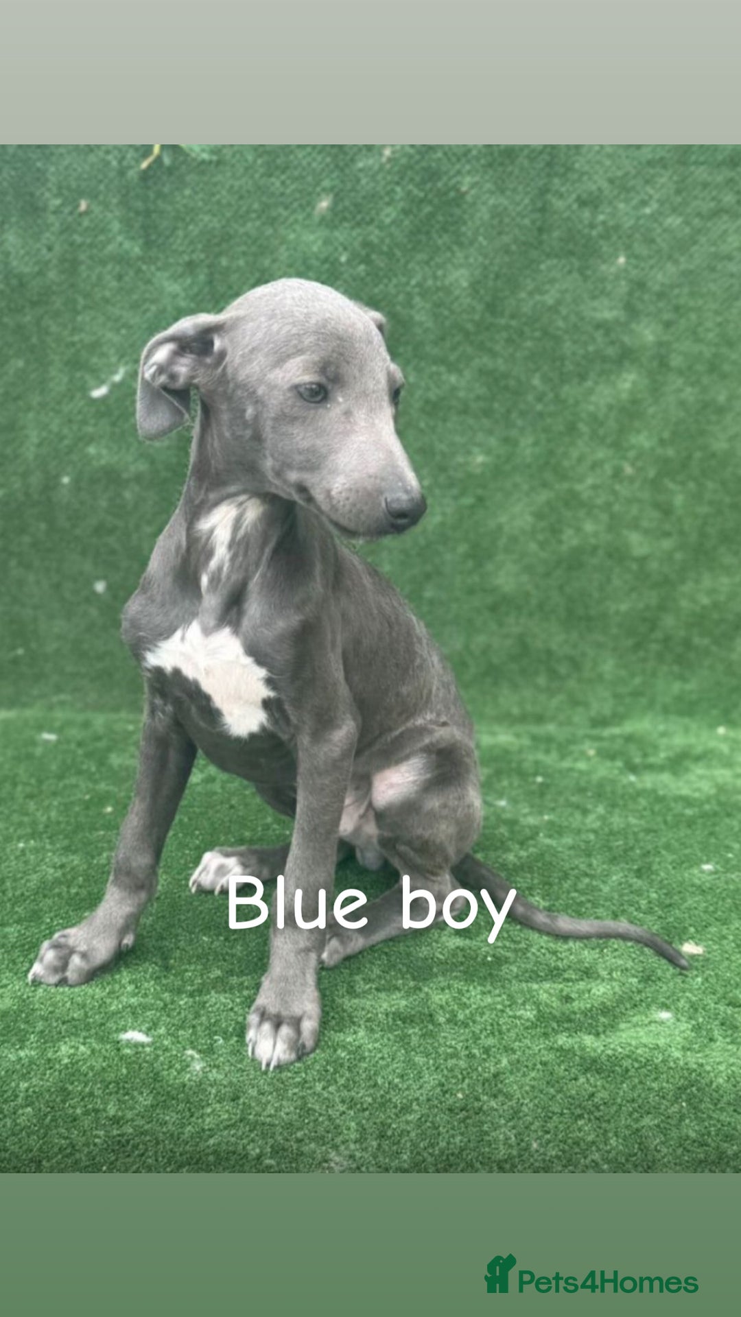 Whippet dogs for sale: Top quality whippet puppies - Image 9
