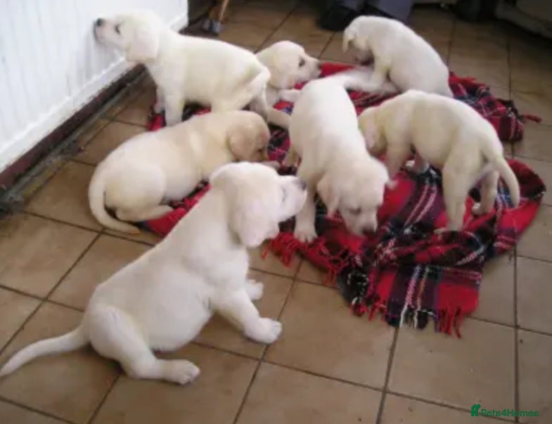 Labrador Retriever dogs Yellow and black Labrador puppies  - Advert 5