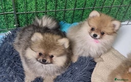 Pomeranian dogs for sale: Pomeranian Puppy 5   (RED)  - Pomeranian  - Image 11