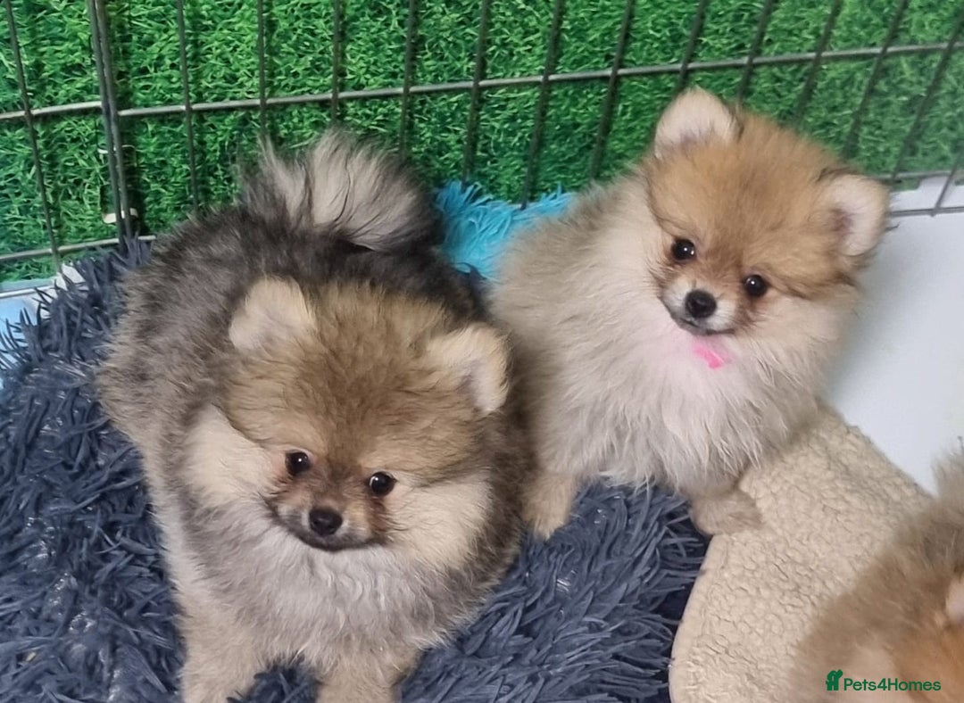Pomeranian dogs for sale: Pomeranian Puppy 5   (RED)  - Pomeranian  - Image 11