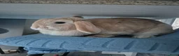 Mixed Breed rabbits for sale: rabbit - Advert 5