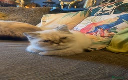 Persian cats for sale: Persian cross exotic  - Image 8