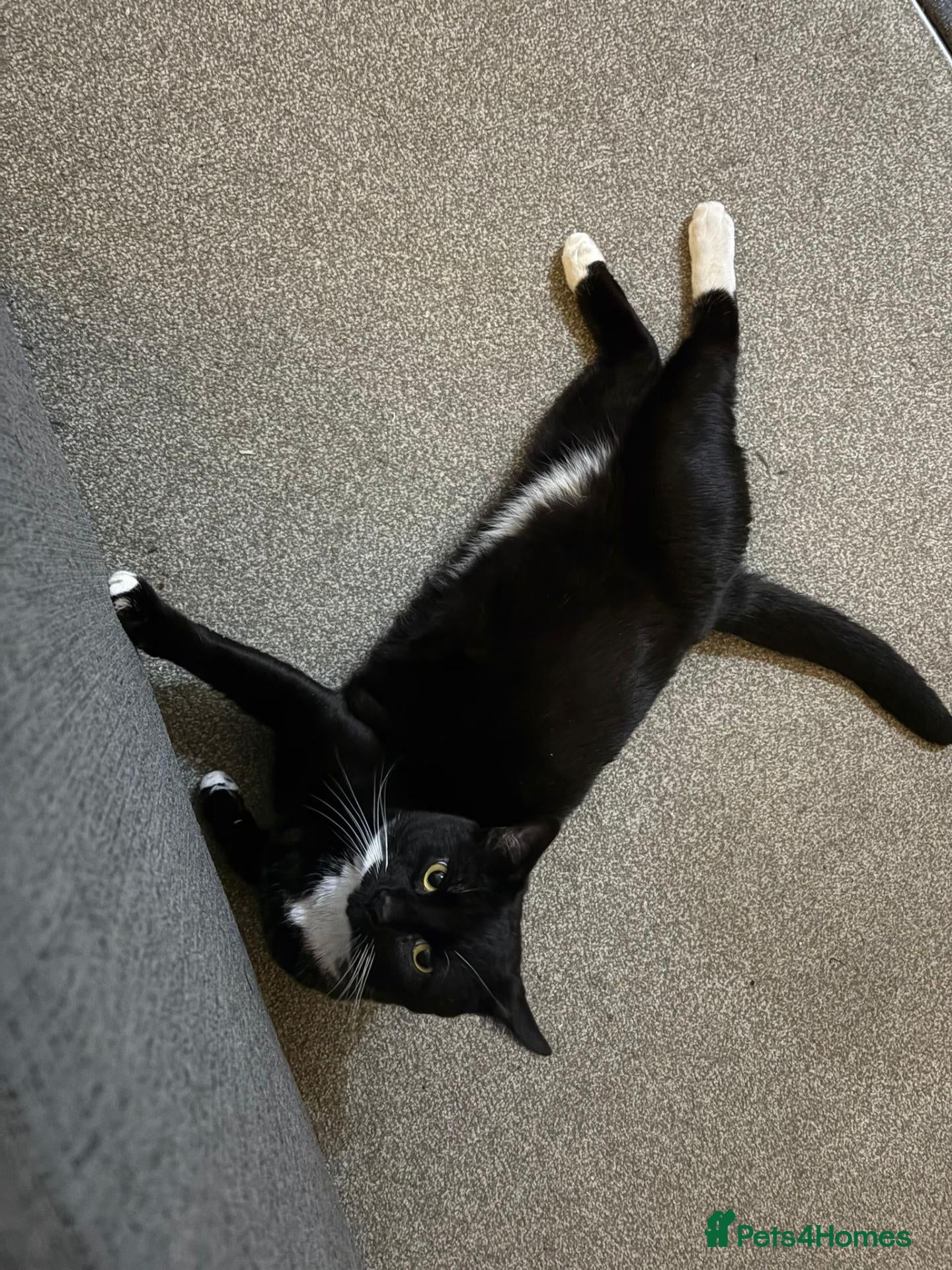 British Shorthair cats (URGENT) 2 Cats looking to be rehomed - Advert 1