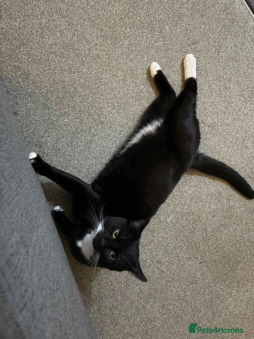 British Shorthair cats for sale: (URGENT) 2 Cats looking to be rehomed - Advert 1