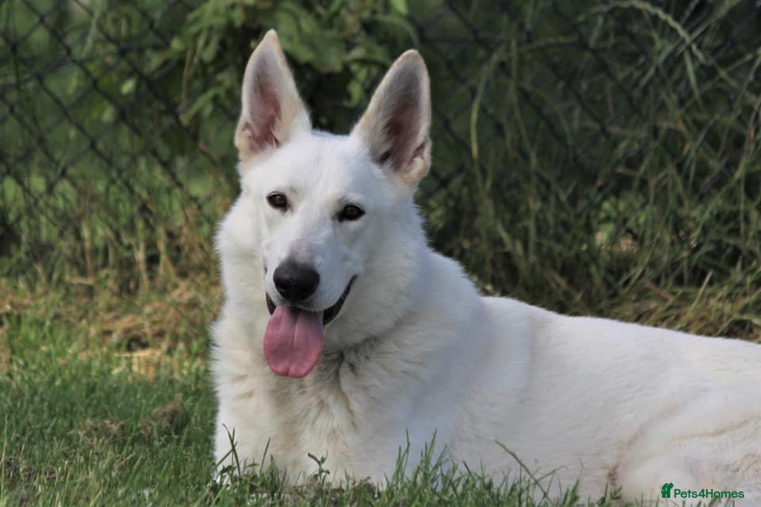 German Shepherd dogs for stud: Proven White Shepherd Dog ~ Frozen Semen Available - Image 1