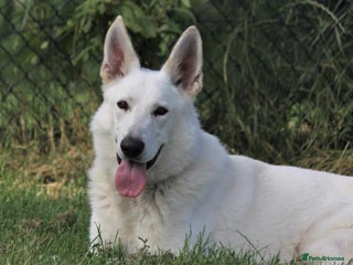 German Shepherd dogs - Advert 5