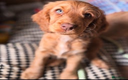 Cocker Spaniel dogs for sale: 2 x Show cocker spaniels (Red) - Image 22