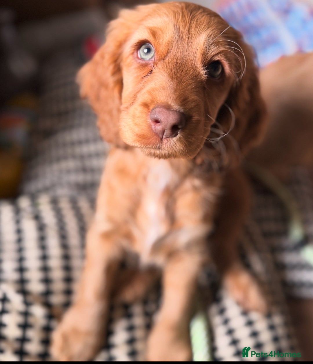 Cocker Spaniel dogs for sale: 2 x Show cocker spaniels (Red) - Image 22