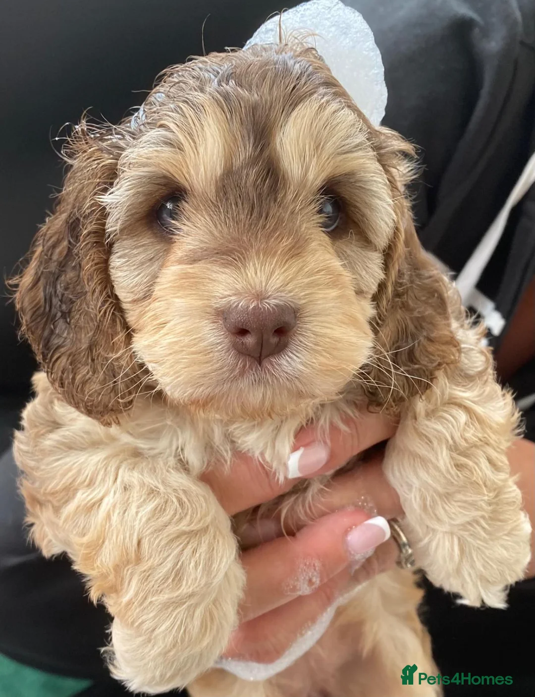Miniature Poodle dogs for stud: Chocolate Phantom Merle Mini Poodle Stud in Ringwood - Advert 19